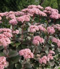 Rozchodnik- Sedum 'Matrona' (W)