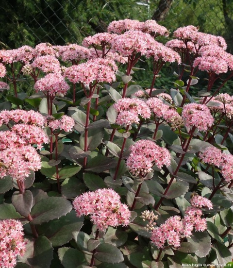 Rozchodnik- Sedum 'Matrona' (W)