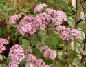 Rozchodnik- Sedum 'Matrona' (W)