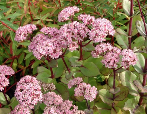 Rozchodnik- Sedum 'Matrona' (W)