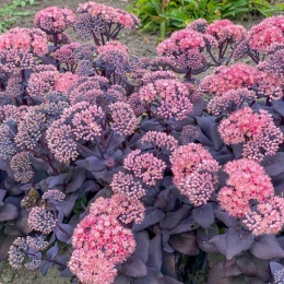 Rozchodnik- Sedum 'Mojave Jewels Sapphire' (L)