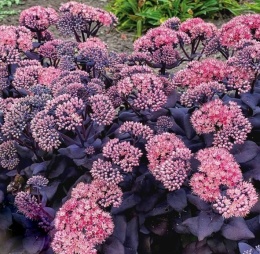 Rozchodnik- Sedum 'Mojave Jewels Sapphire' (L)