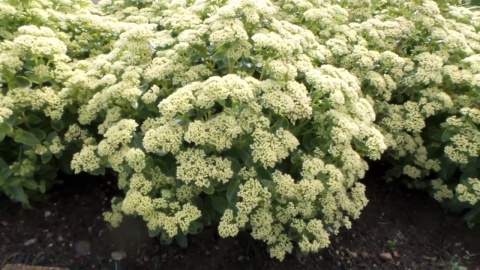 Rozchodnik- Sedum 'Rock N Grow Lemonjade' (W)