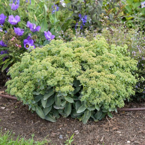 Rozchodnik- Sedum 'Rock N Grow Lemonjade' (W)