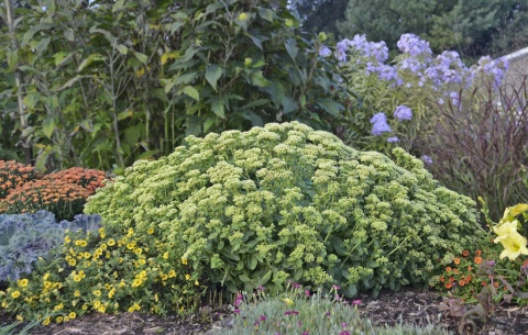Rozchodnik- Sedum 'Rock N Grow Lemonjade' (W)
