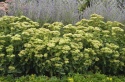 Rozchodnik- Sedum 'Rock N Grow Lemonjade' (W)
