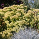 Rozchodnik- Sedum 'Rock N Grow Lemonjade' (W)