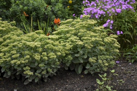 Rozchodnik- Sedum 'Rock N Grow Lemonjade' (W)