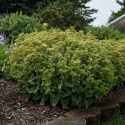 Rozchodnik- Sedum 'Rock N Grow Lemonjade' (W)