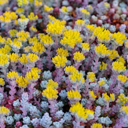 Rozchodnik łopatkowaty- Sedum spathulifolium 'Cape Blanco' (W)