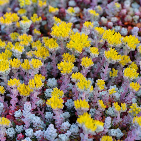 Rozchodnik łopatkowaty- Sedum spathulifolium 'Cape Blanco' (W)