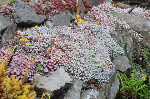 Rozchodnik łopatkowaty- Sedum spathulifolium 'Cape Blanco' (W)