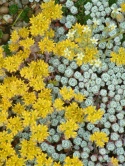 Rozchodnik łopatkowaty- Sedum spathulifolium 'Cape Blanco' (W)