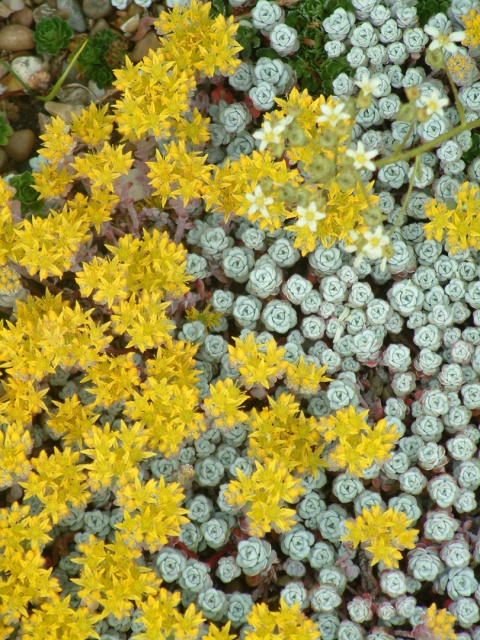 Rozchodnik łopatkowaty- Sedum spathulifolium 'Cape Blanco' (W)