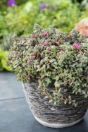 Rozchodnik naskalny- Sedum cauticola 'Lidakense'(L)