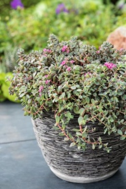 Rozchodnik naskalny- Sedum cauticola 'Lidakense'(L)