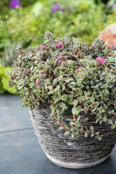 Rozchodnik naskalny- Sedum cauticola 'Lidakense'(L)