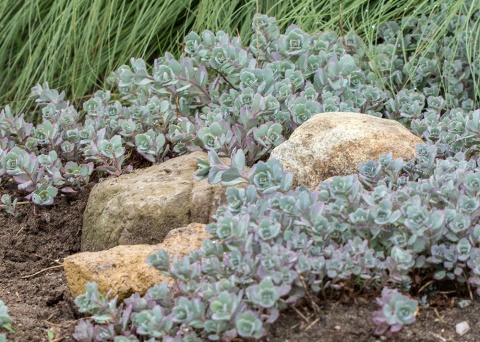 Rozchodnik naskalny- Sedum cauticola 'Lidakense'(L)