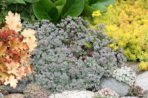 Rozchodnik naskalny- Sedum cauticola 'Lidakense'(L)