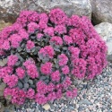 Rozchodnik naskalny- Sedum cauticola 'Lidakense'(L)