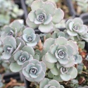 Rozchodnik naskalny- Sedum cauticola 'Lidakense'(L)