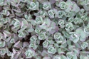 Rozchodnik naskalny- Sedum cauticola 'Lidakense'(L)
