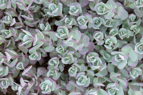 Rozchodnik naskalny- Sedum cauticola 'Lidakense'(L)