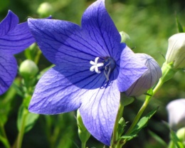 Rozwar- Platycodon gran. 'Astra Blue'  (W)