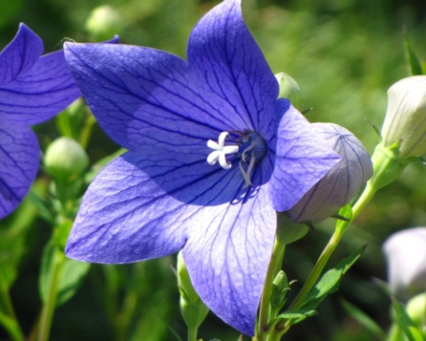 Rozwar- Platycodon gran. 'Astra Blue'  (W)