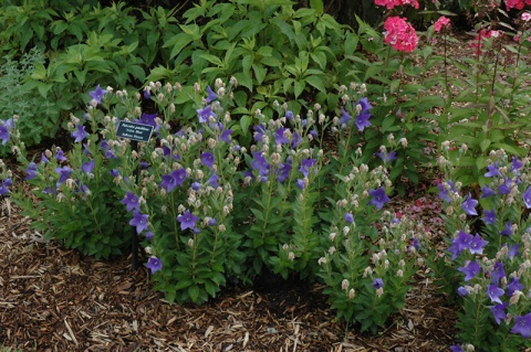 Rozwar- Platycodon gran. 'Astra Blue'  (W)