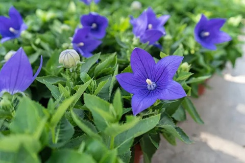 Rozwar- Platycodon gran. 'Astra Blue'  (W)