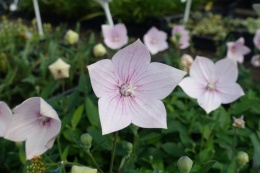 Rozwar- Platycodon gran. 'Astra Rose' (W)