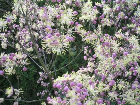 Rutewka Delavay'a 'Elin' - Thalictrum delavayi (L)