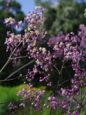 Rutewka Delavay'a 'Elin' - Thalictrum delavayi (L)