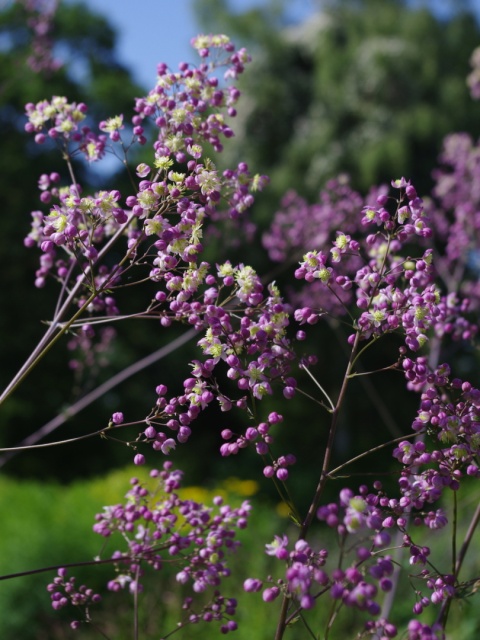Rutewka Delavay'a 'Elin' - Thalictrum delavayi (L)