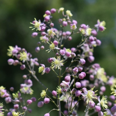 Rutewka Delavay'a 'Elin' - Thalictrum delavayi (L)