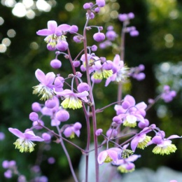 Rutewka Delavay'a- Thalictrum del. decorum (L)