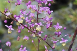 Rutewka Delavay'a- Thalictrum del. decorum (L)