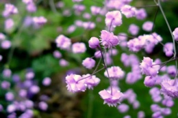Rutewka- Thalictrum del. 'Hewitt's Double' (L)