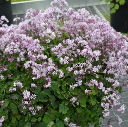 Rutewka- Thalictrum kiusianum (L)