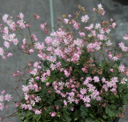 Rutewka- Thalictrum kiusianum (L)