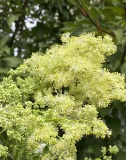 Rutewka wąskolistna- Thalictrum lucidum (W)