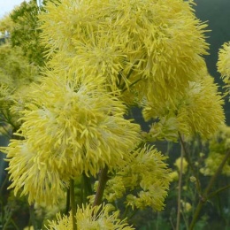 Rutewka żółta- Thalictrum flavum 'Tukker Princess' (L)