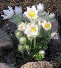 Sasanka zwyczajna- Pulsatilla 'Alba' (W)