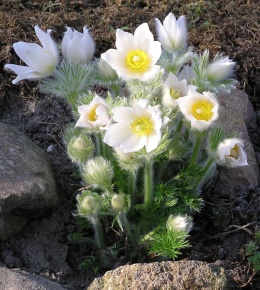 Sasanka zwyczajna- Pulsatilla 'Alba' (W)