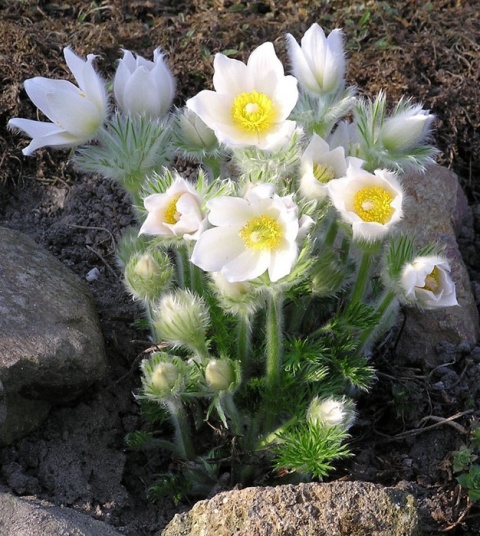 Sasanka zwyczajna- Pulsatilla 'Alba' (W)