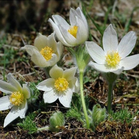 Sasanka zwyczajna- Pulsatilla 'Alba' (W)