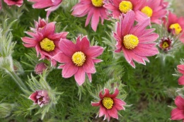 Sasanka zwyczajna- Pulsatilla vulgaris 'Rubra' (L)