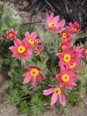 Sasanka zwyczajna- Pulsatilla vulgaris 'Rubra' (L)