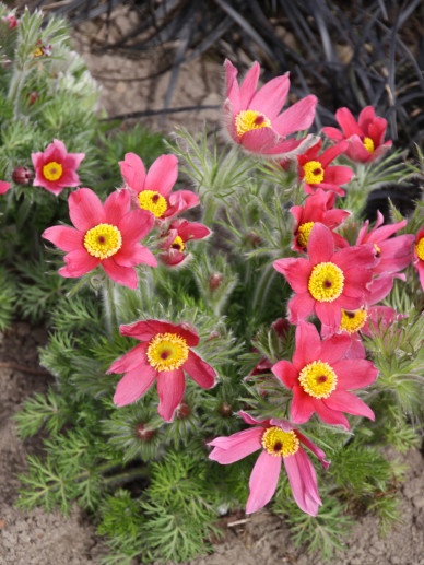 Sasanka zwyczajna- Pulsatilla vulgaris 'Rubra' (L)